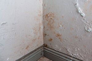 Feuchte Innenwände im Keller vor Mauertrockenlegung in Plauen